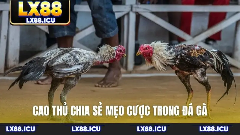 Cao thủ chia sẻ mẹo cược trong đá gà