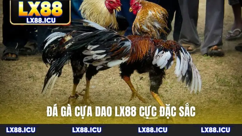 Đá gà cựa dao LX88 cực đặc sắc