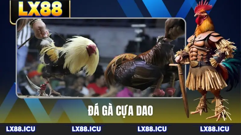 Đá gà cựa dao