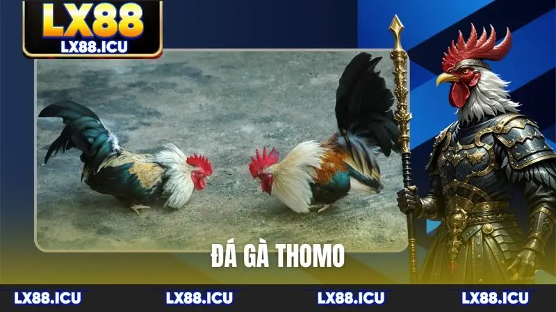 đá gà Thomo