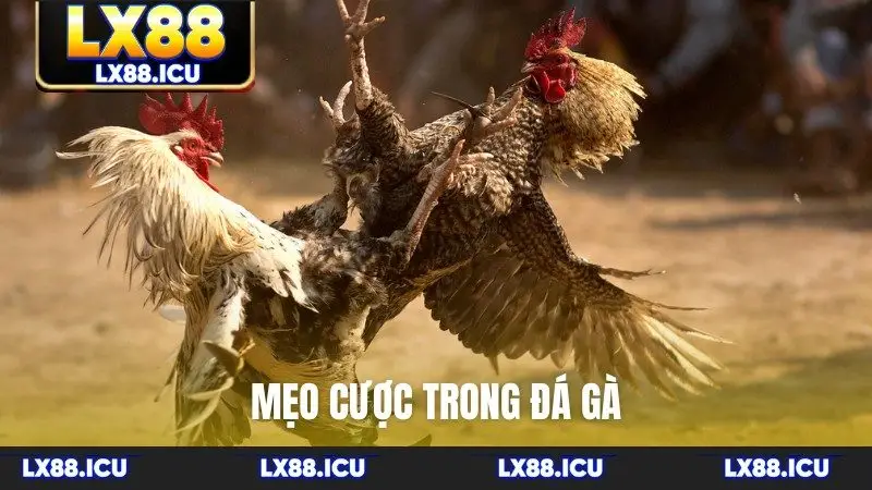 mẹo cược trong đá gà