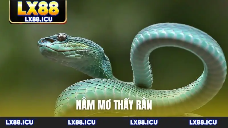 Nằm mơ thấy rắn