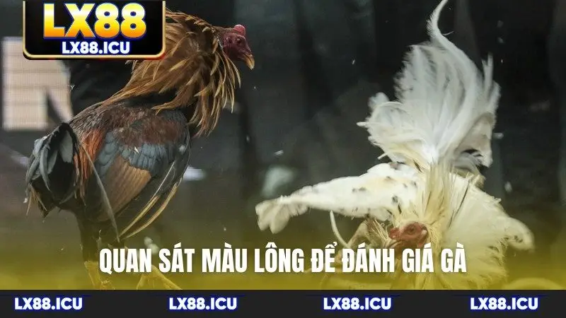 Quan sát màu lông để đánh giá gà