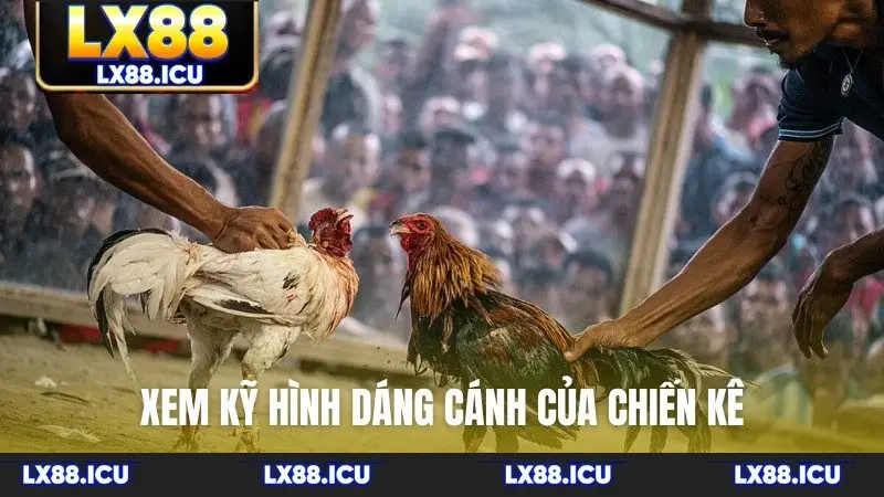 Xem kỹ hình dáng cánh của chiến kê